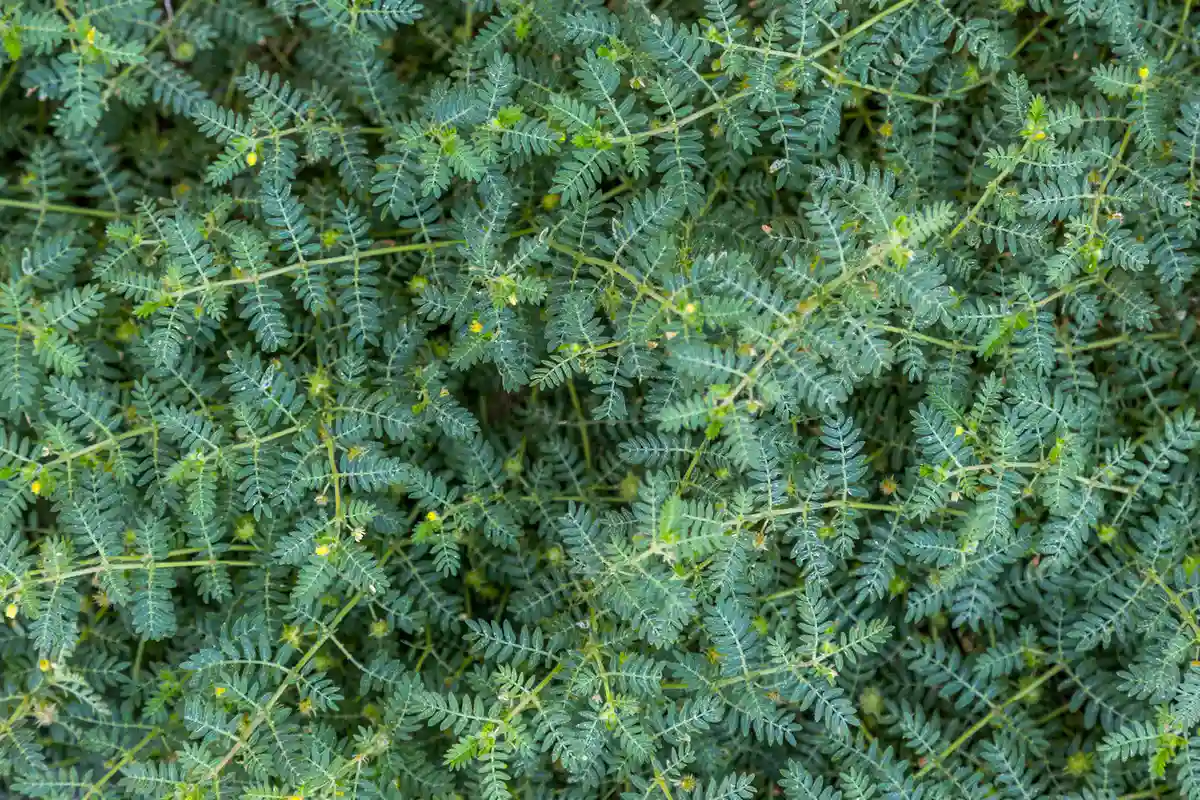 High desert yard pests and weeds Illustration of common yard pests and weeds in Prescott Arizona desert