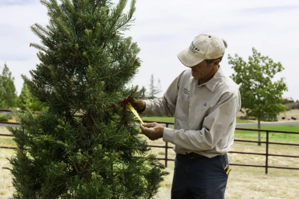 Pest control technician inspecting tree for outdoor pest damage