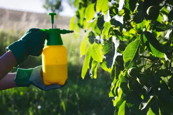 Pest control spraying fruit tree leaves with protective treatment