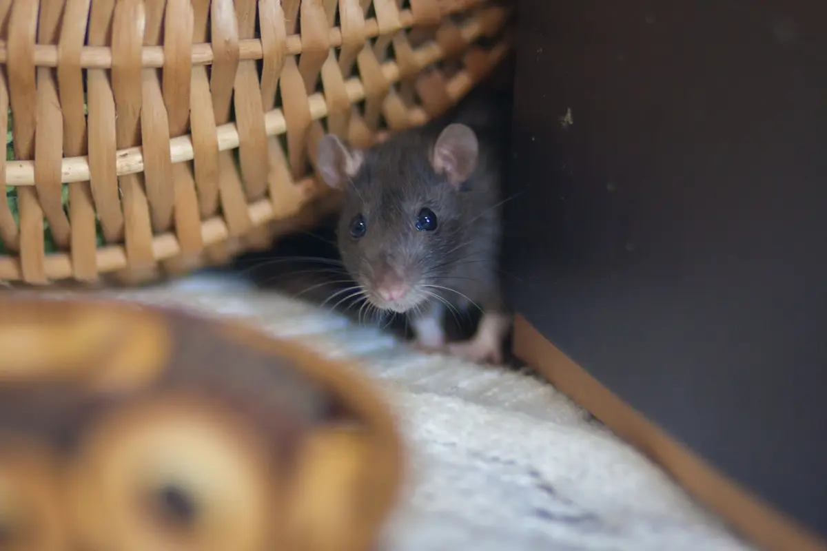 prescott-az-signs-of-mice-rat-on-kitchen-table How to tell if you have mice at home: Rat on a home table reaching for food, showing a typical indoor rodent risk.
